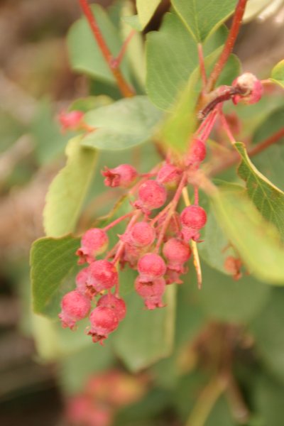 Trip (72).JPG - Wild flowers at the Tetons National Park